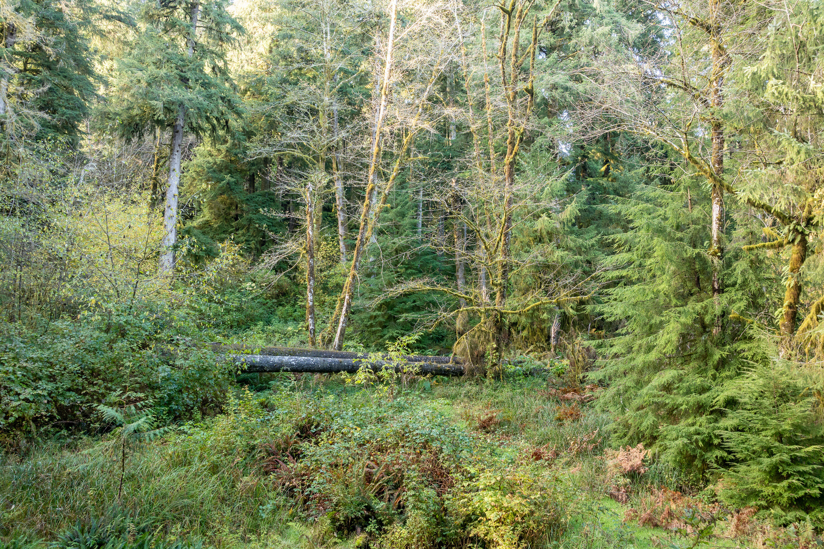 01000 Katherine Lane Nehalem, OR 97131 - Photo 12 of 13 Katherine-8-Walsh-River_Bend_Lot-035-Bro