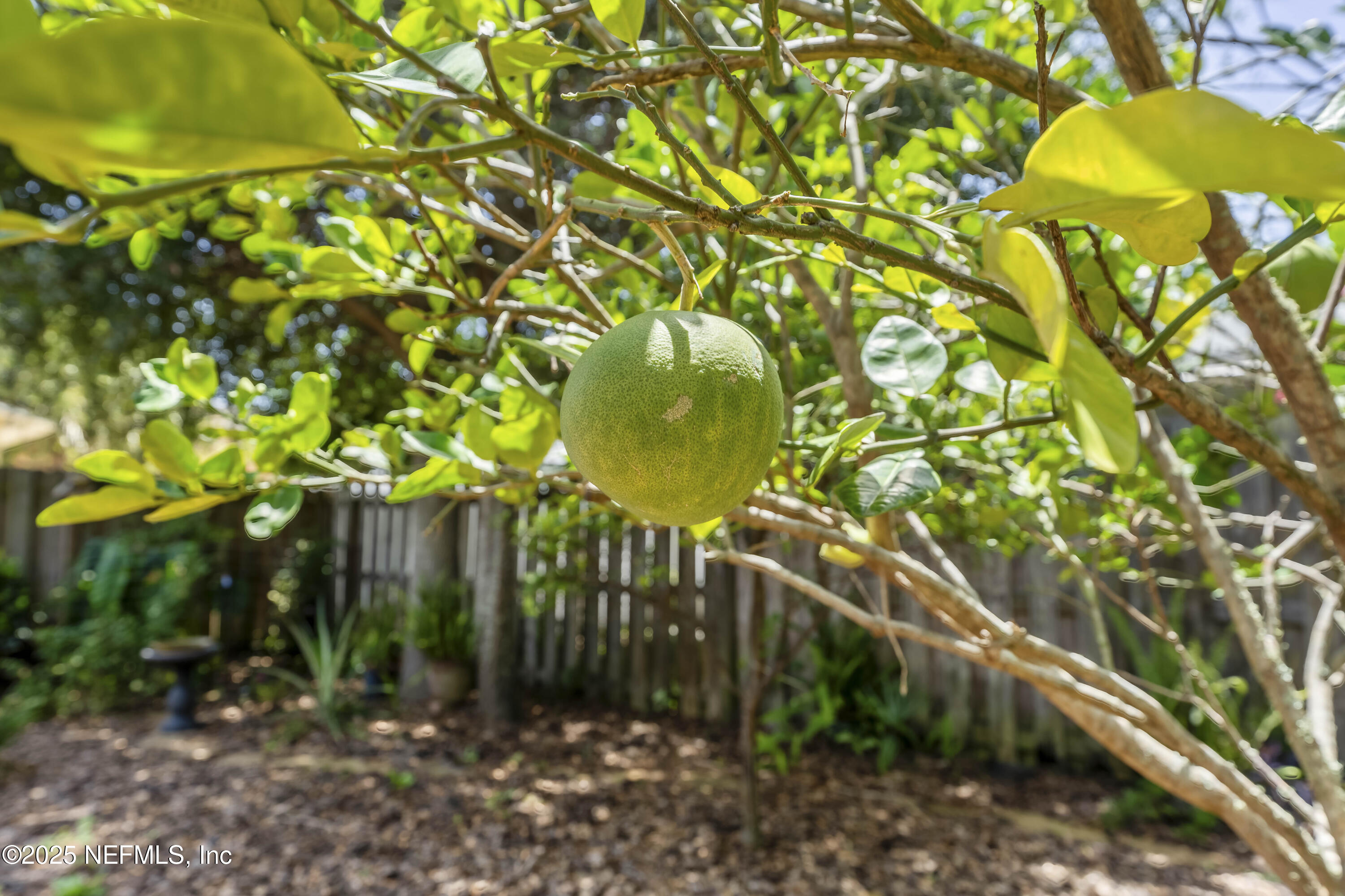 1844 Ocean Grove Drive Atlantic Beach, FL 32233 - Photo 27 of 34 Backyard
