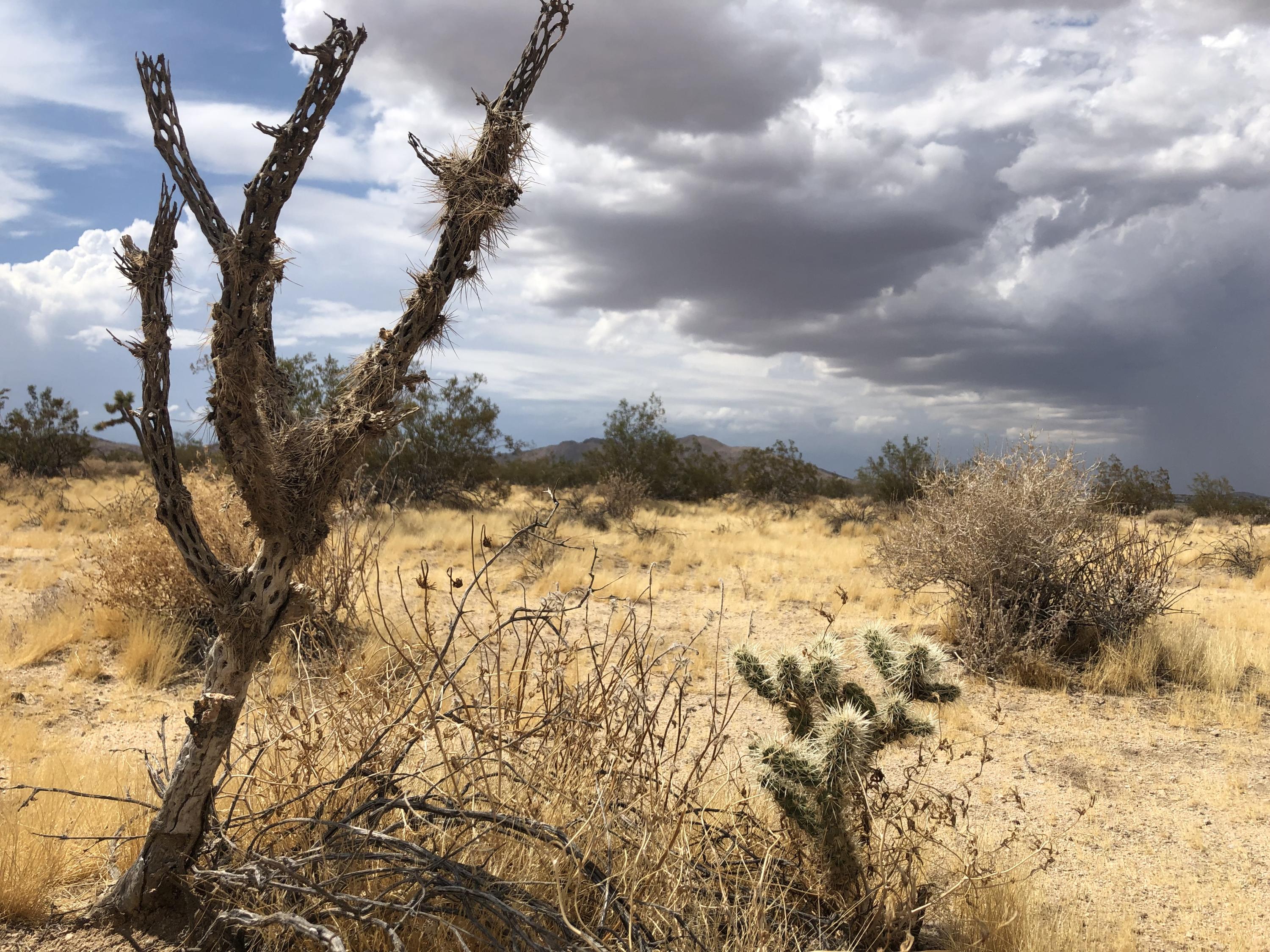 604 Gold Nugget Road Joshua Tree, CA 92252 - Photo 15 of 26 IMG_7940