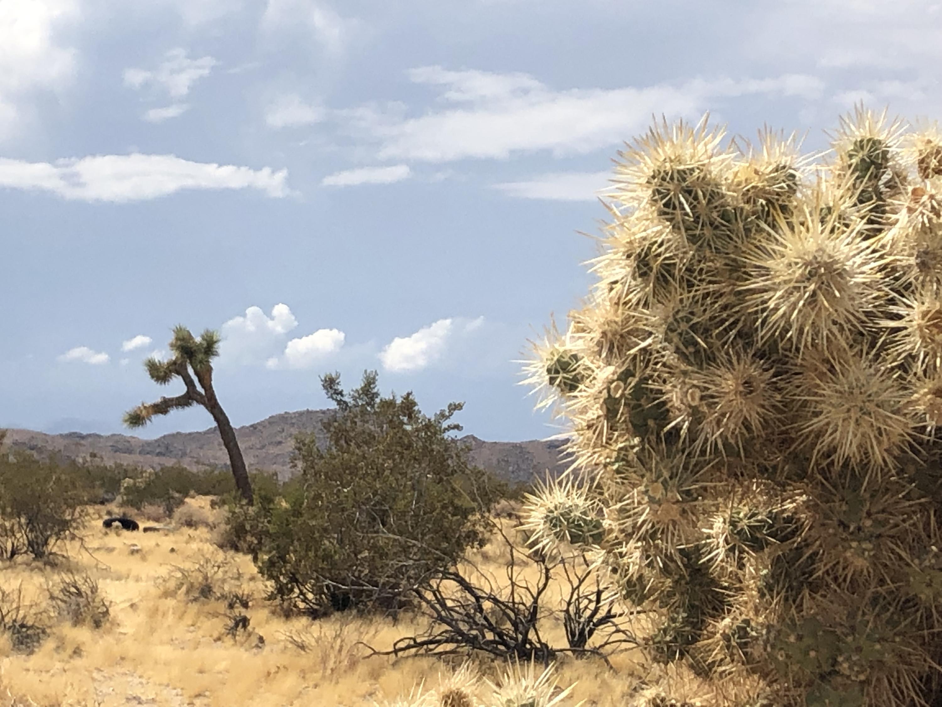 604 Gold Nugget Road Joshua Tree, CA 92252 - Photo 17 of 26 IMG_7942