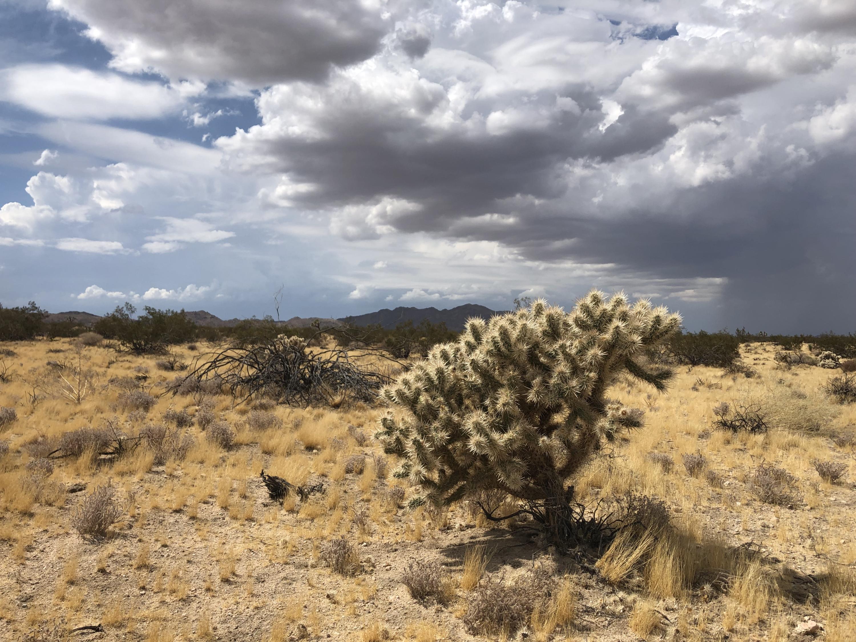 604 Gold Nugget Road Joshua Tree, CA 92252 - Photo 4 of 26 IMG_7921