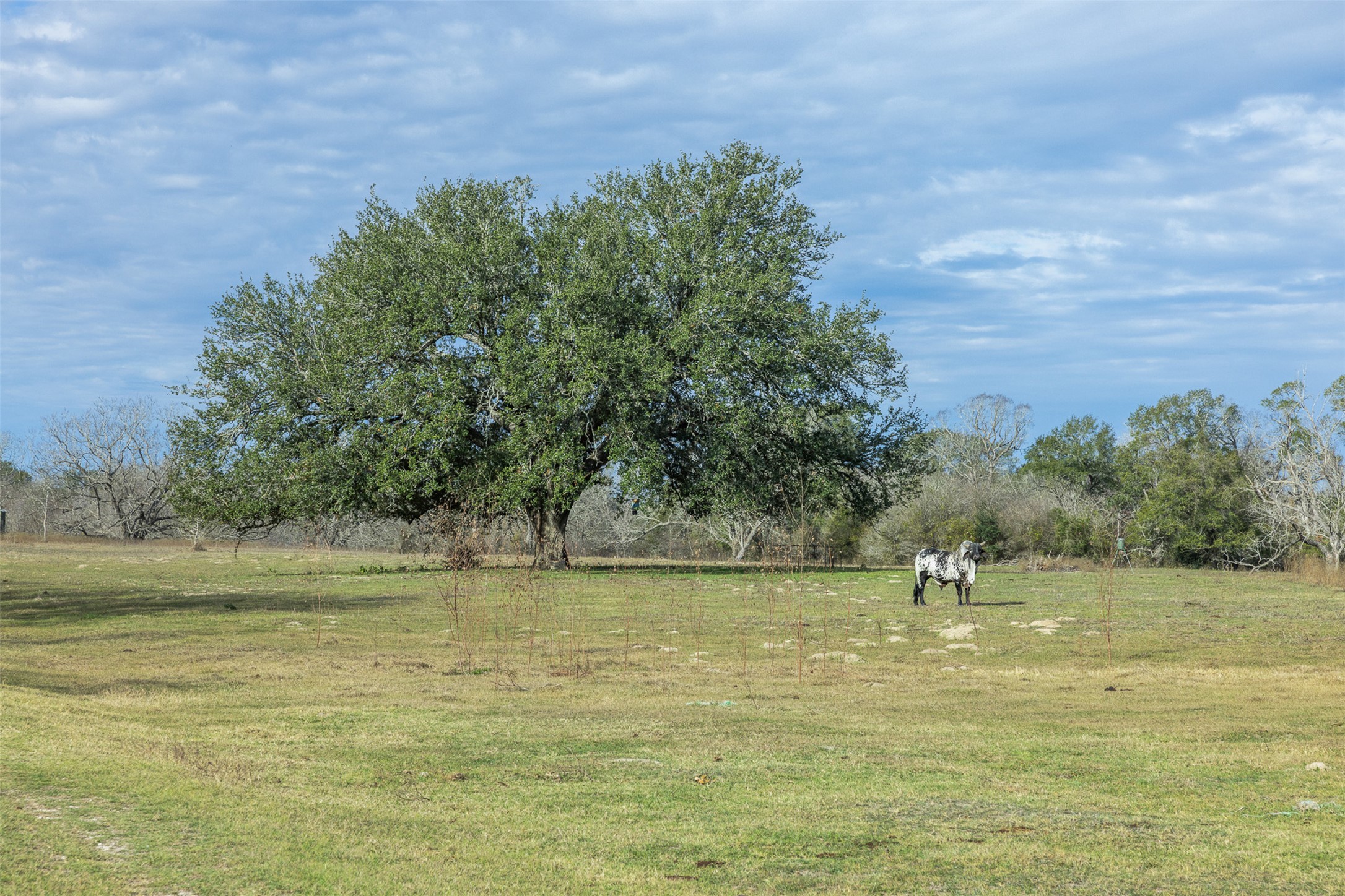 1820 South Old Smithville Road Flatonia, TX 78941 - Photo 2 of 33