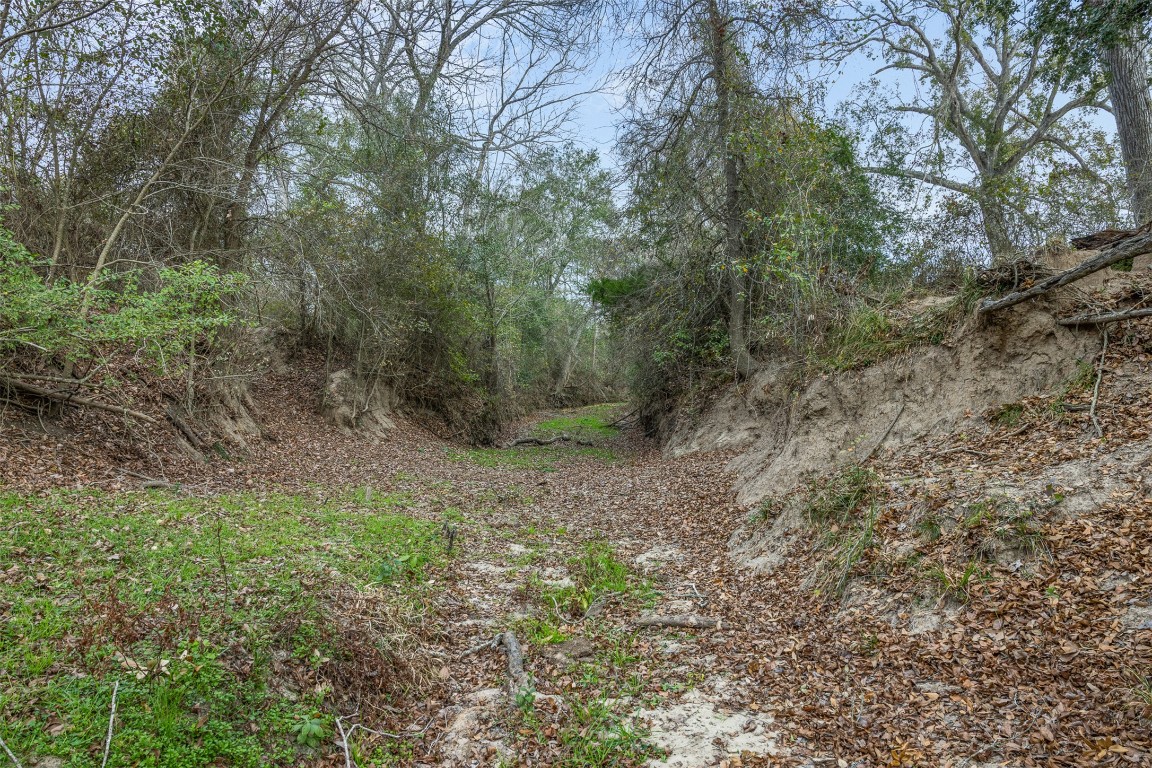 1820 South Old Smithville Road Flatonia, TX 78941 - Photo 26 of 33 a view of a forest with trees in the background