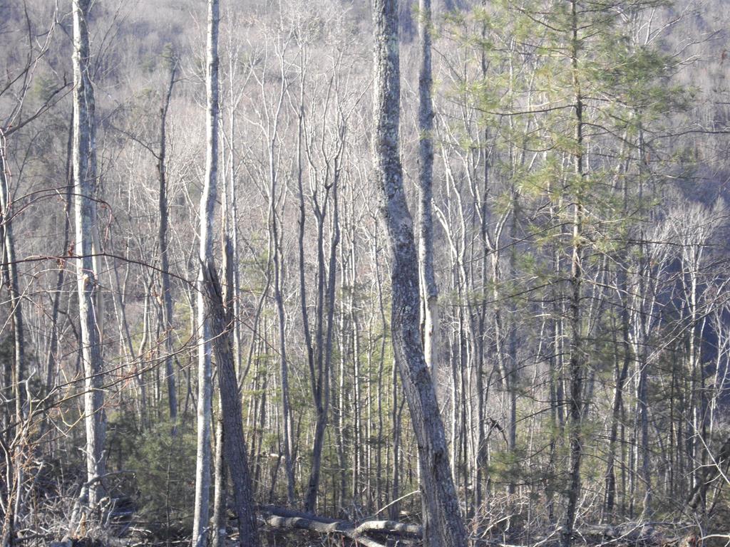 0 Indian Ridge Road Pipestem, WV 25979 - Photo 1 of 1 Gallery Image 1
