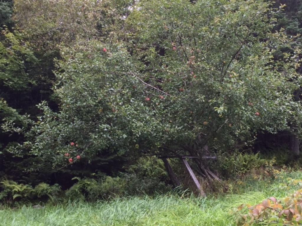 534 Williams Road Morgan, VT 05853 - Photo 21 of 25
