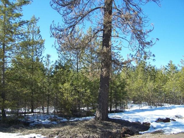 Xx Xx Middle Powers Road Loon Lake, WA 99148 - Photo 1 of 5 Gallery Image 1