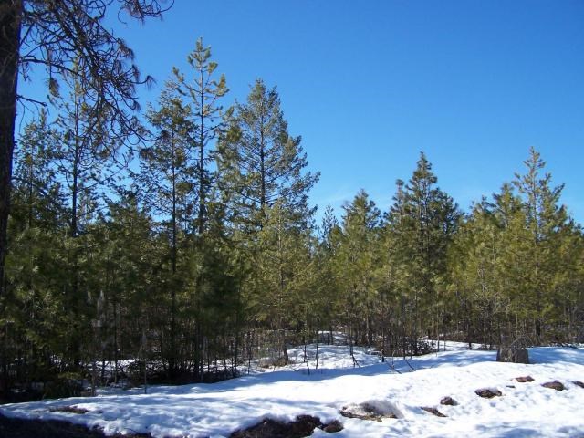 Xx Xx Middle Powers Road Loon Lake, WA 99148 - Photo 2 of 5 Gallery Image 2