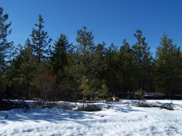 Xx Xx Middle Powers Road Loon Lake, WA 99148 - Photo 3 of 5 Gallery Image 3