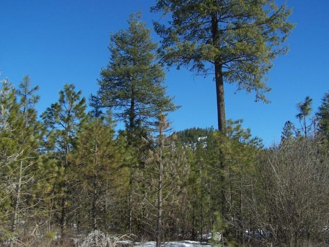 Xx Xx Middle Powers Road Loon Lake, WA 99148 - Photo 4 of 5 Gallery Image 4