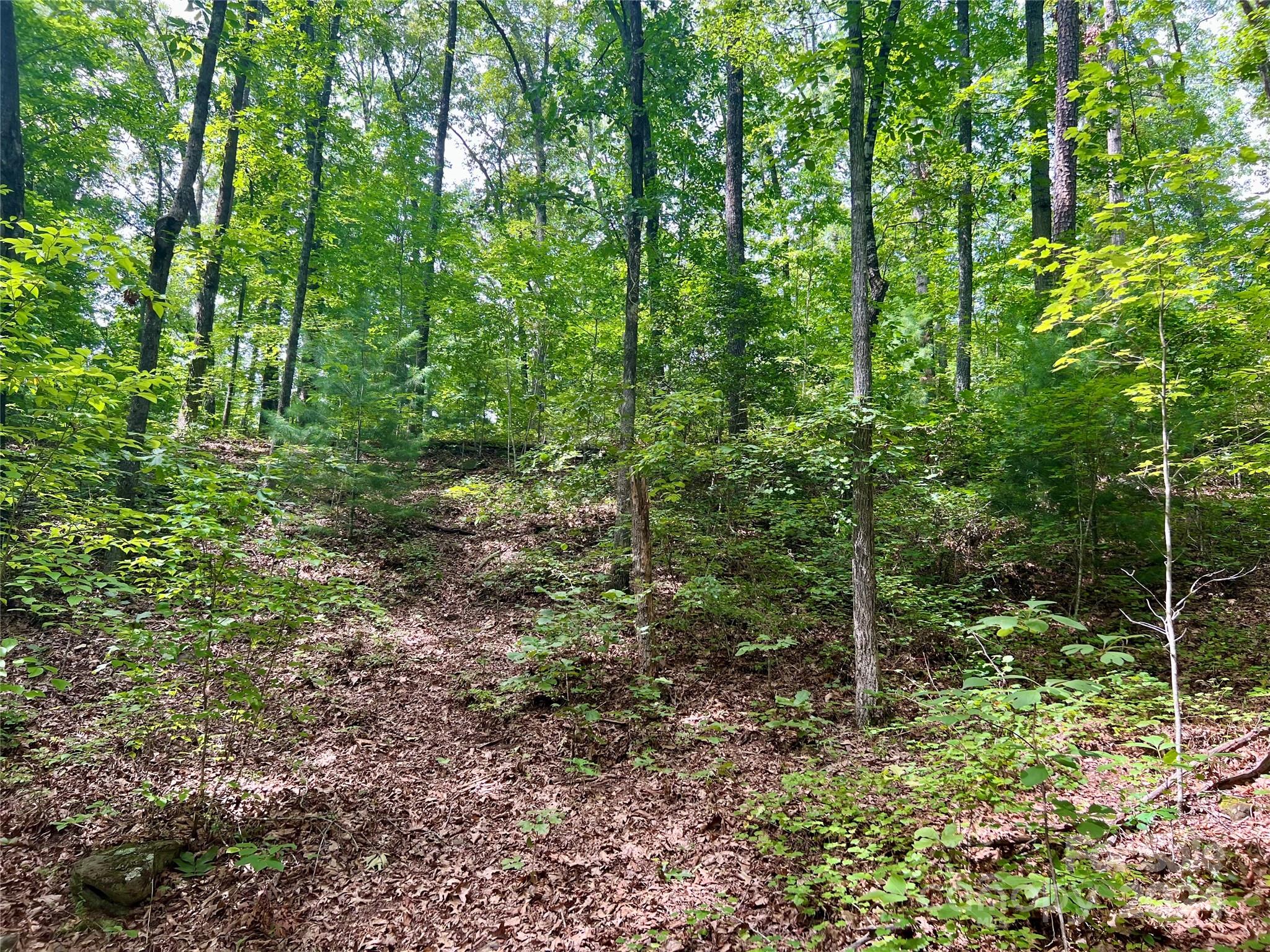 377 Jake Taylor Road Murphy, NC 28906 - Photo 12 of 19 a view of forest