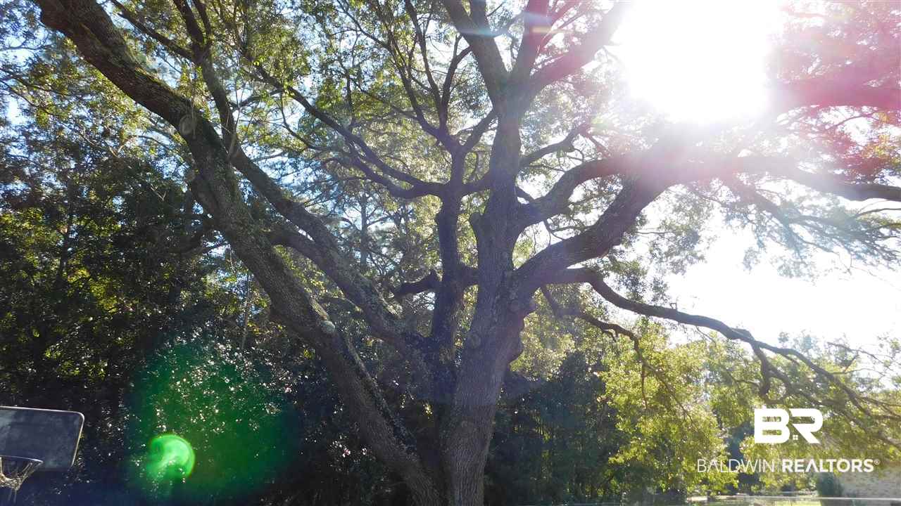 19814 Keller Road Foley, AL 36535 - Photo 17 of 30 Beautiful large Oak Trees