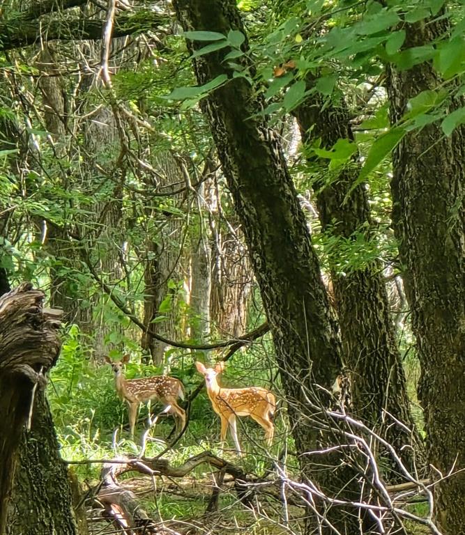 130 Parsonage Street Azle, TX 76020 - Photo 36 of 39 View of local wilderness