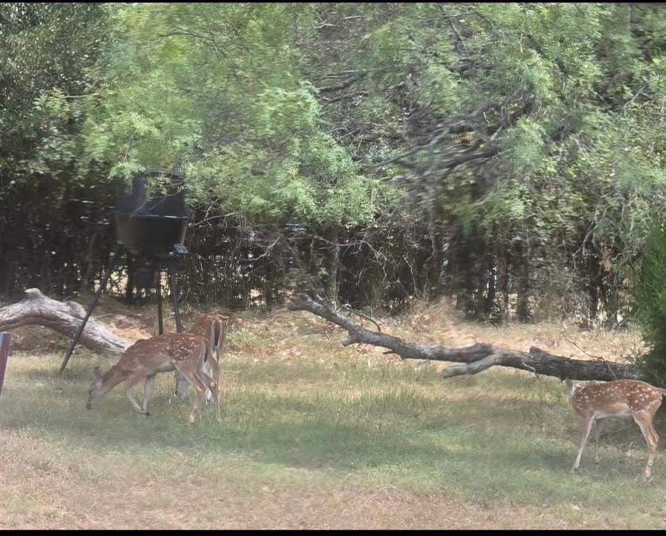 130 Parsonage Street Azle, TX 76020 - Photo 37 of 39 View of yard