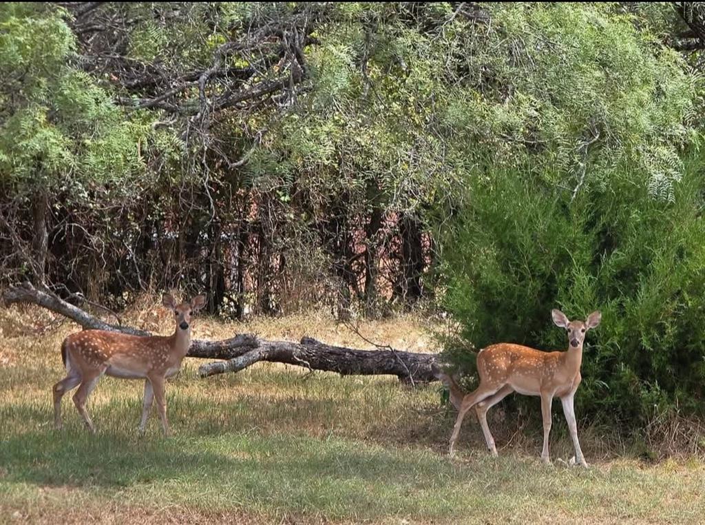 130 Parsonage Street Azle, TX 76020 - Photo 38 of 39 Exterior view