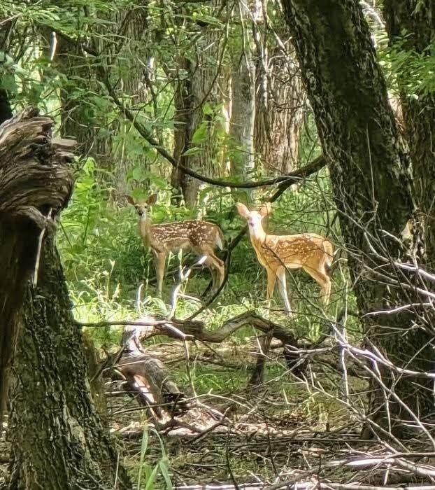 130 Parsonage Street Azle, TX 76020 - Photo 39 of 39 View of local wilderness