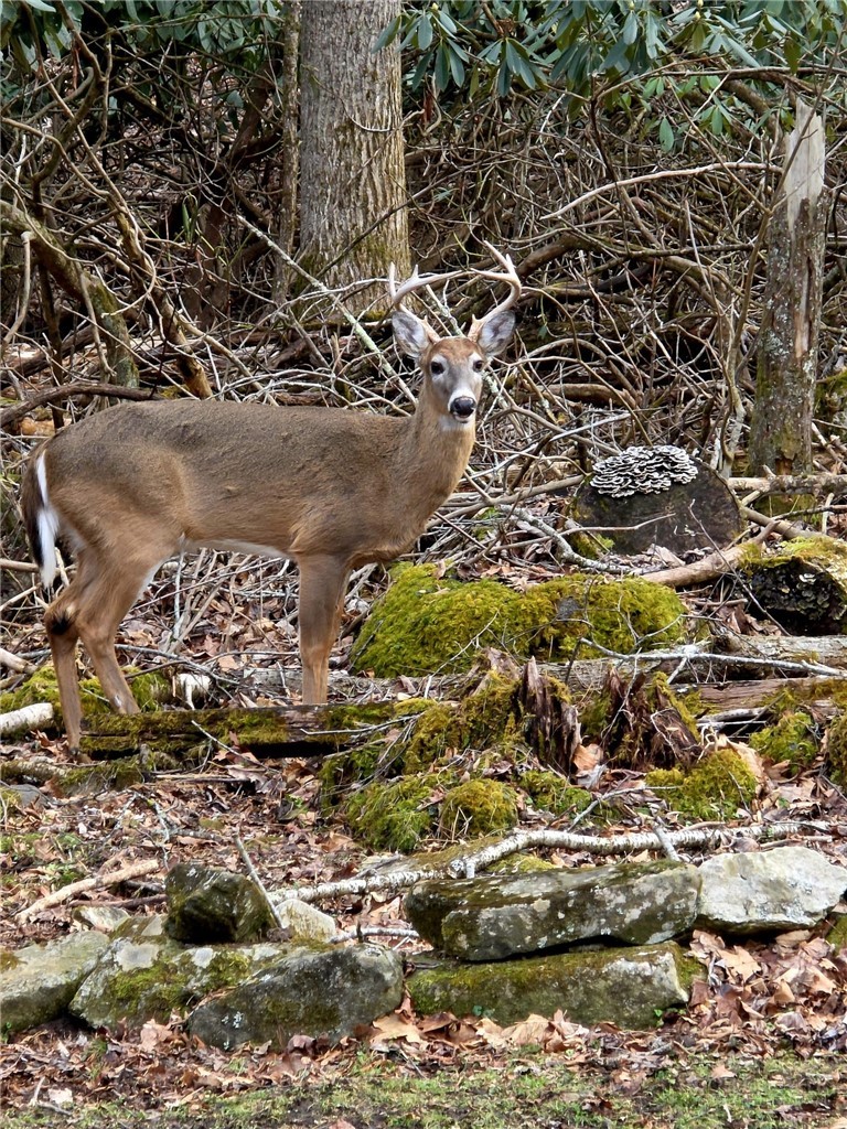 869 Little Elk Road Elk Park, NC 28622 - Photo 38 of 46 Gallery Image 38