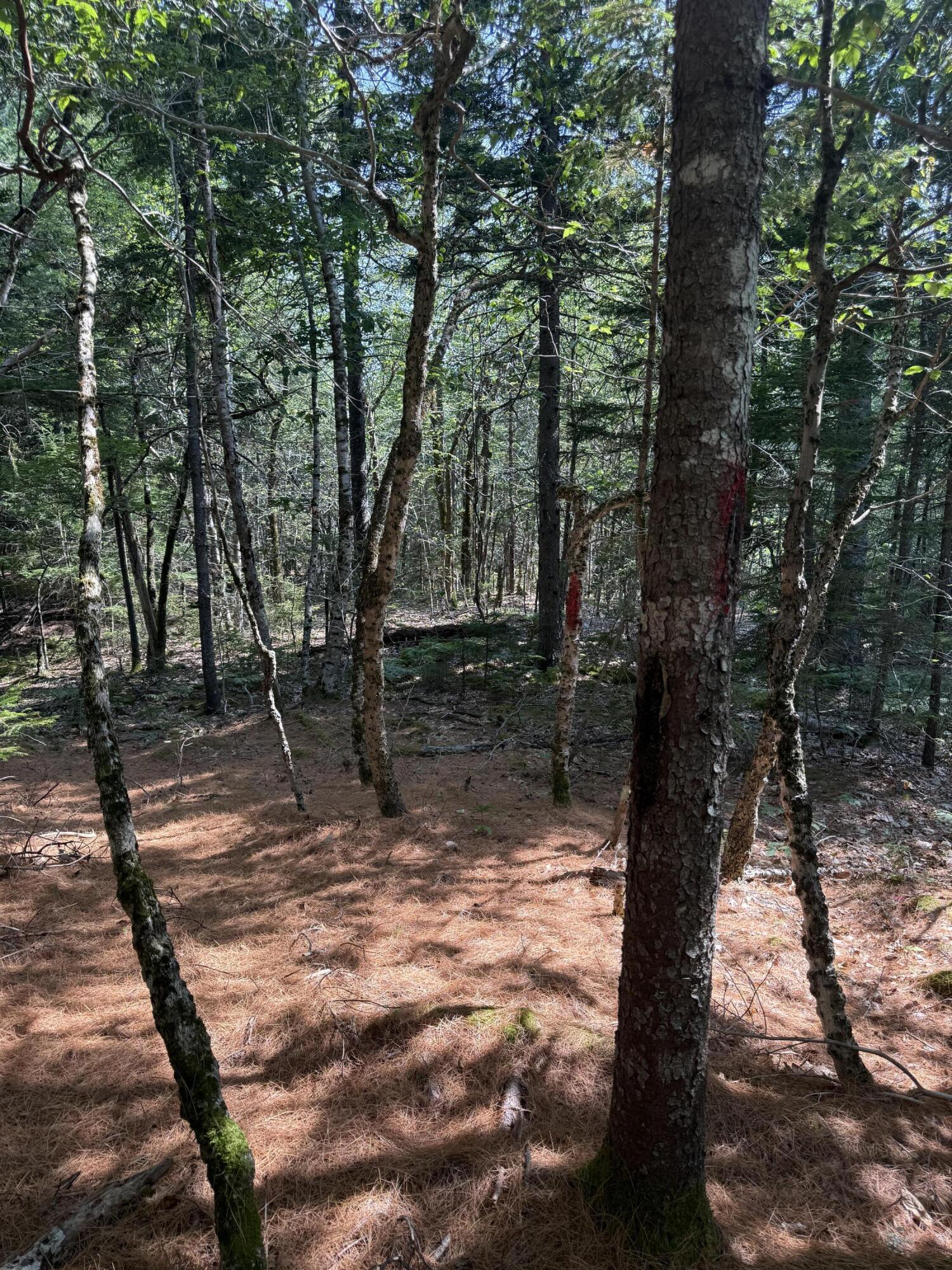 1026 Bucks Mills Road Bucksport, ME 04416 - Photo 14 of 18 IMG_2982