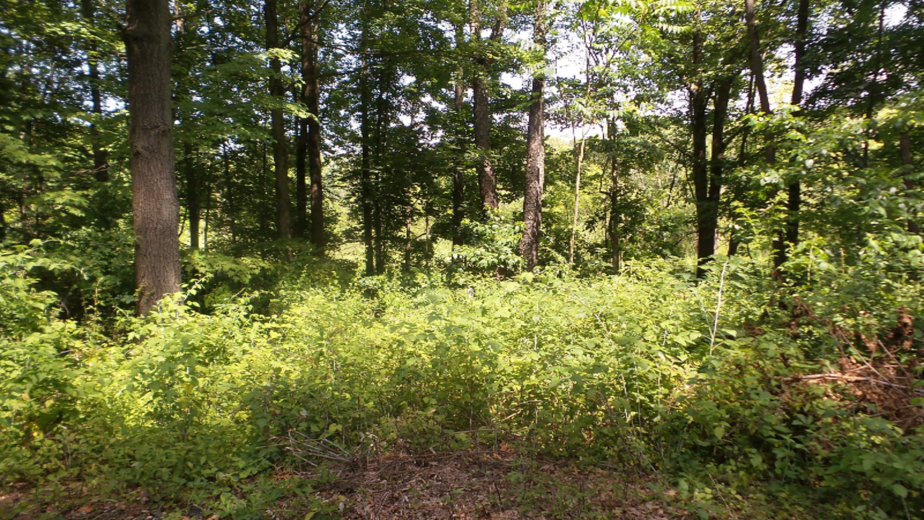 69683 Bellows Road White Pigeon, MI 49099 - Photo 9 of 11 20190715_151150