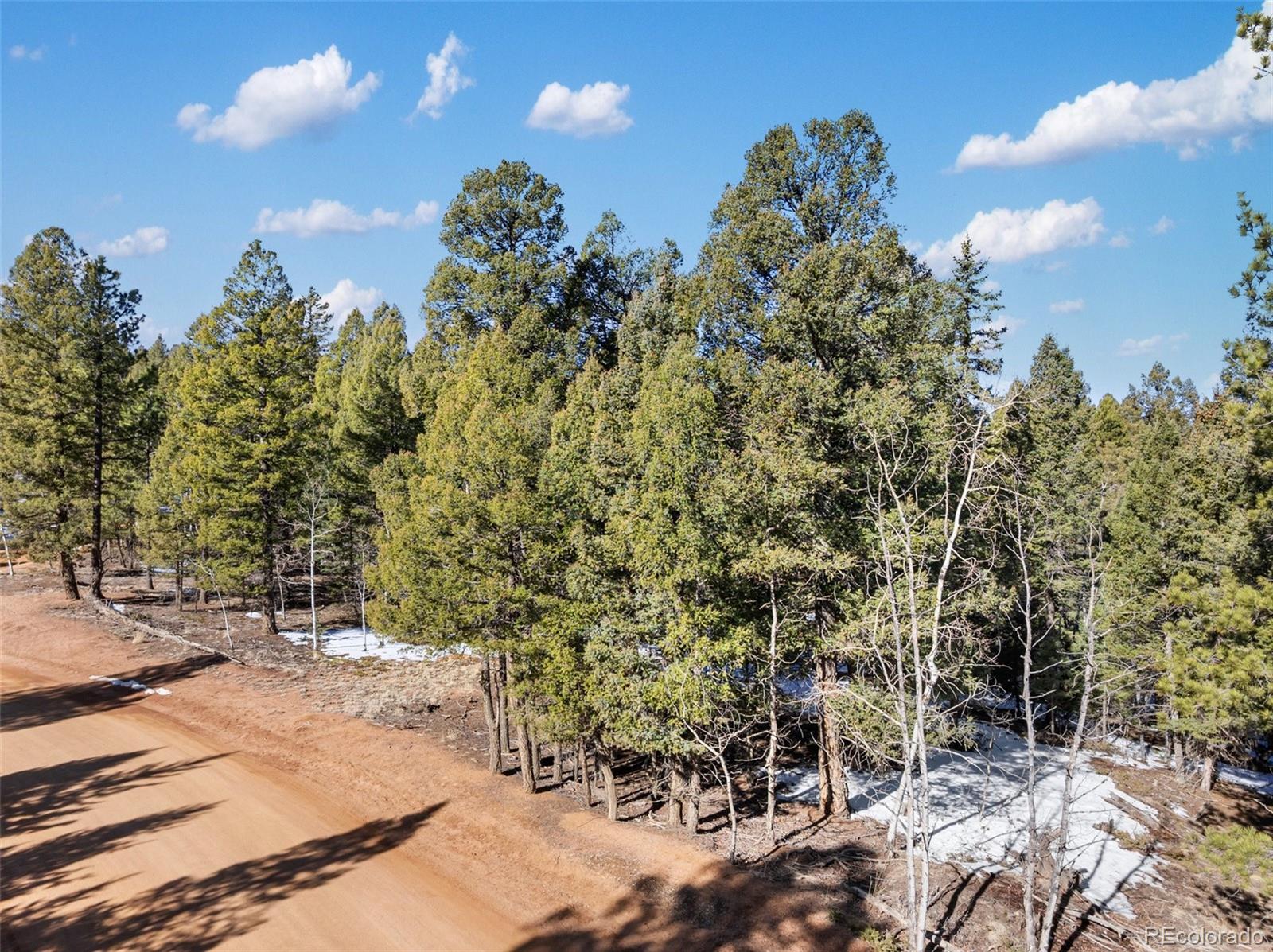 810 Ridge Road Divide, CO 80814 - Photo 4 of 14 a view of a yard with plants and trees