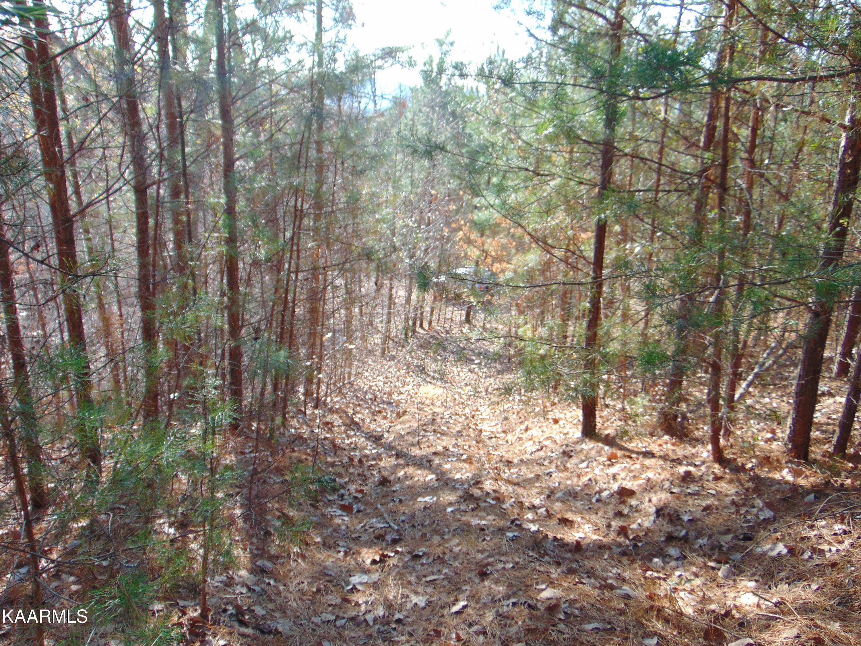 7.38-acres Lamontville Road Decatur, TN 37322 - Photo 31 of 60 DSC02010