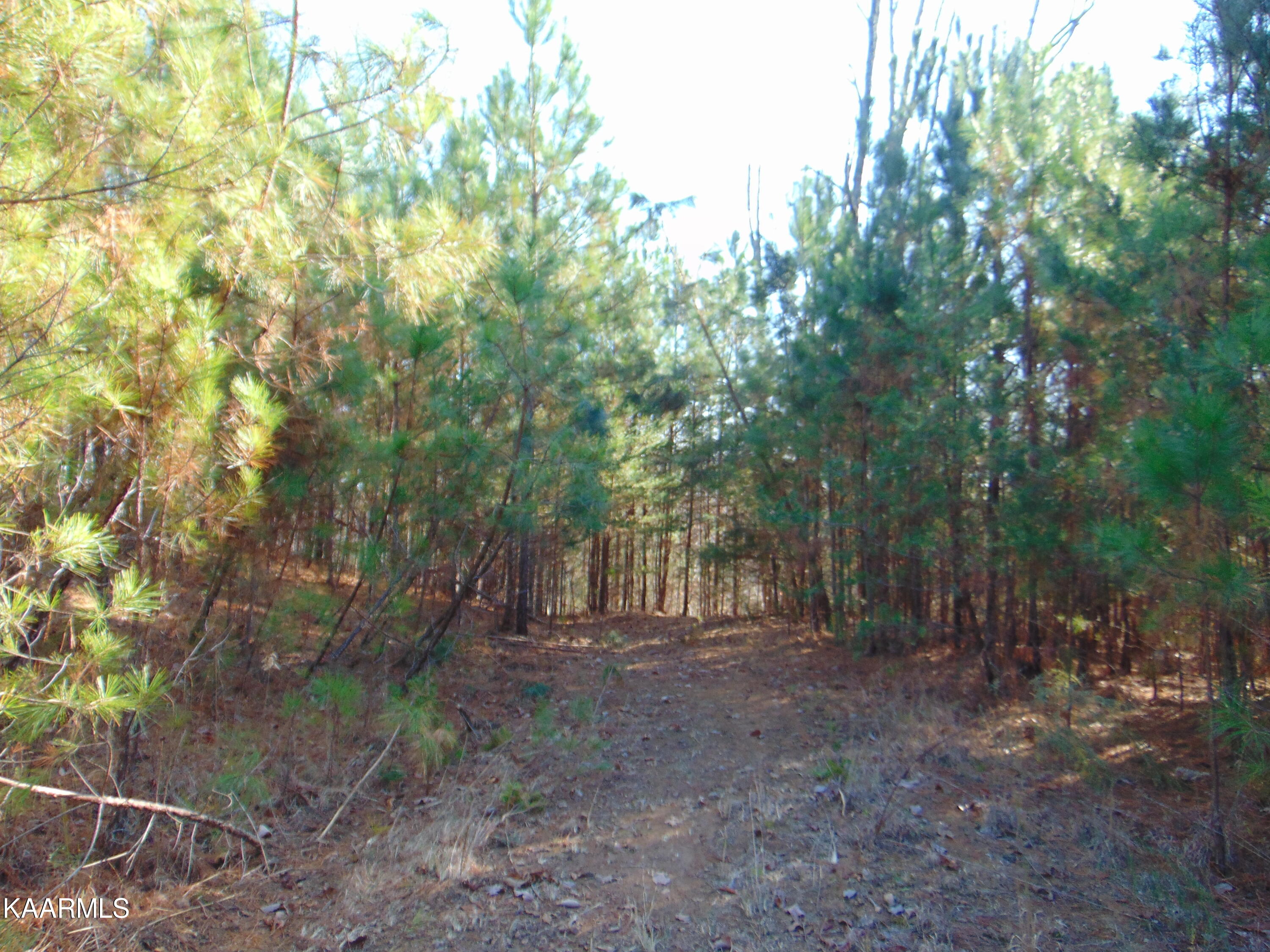 7.38-acres Lamontville Road Decatur, TN 37322 - Photo 33 of 60 DSC02008