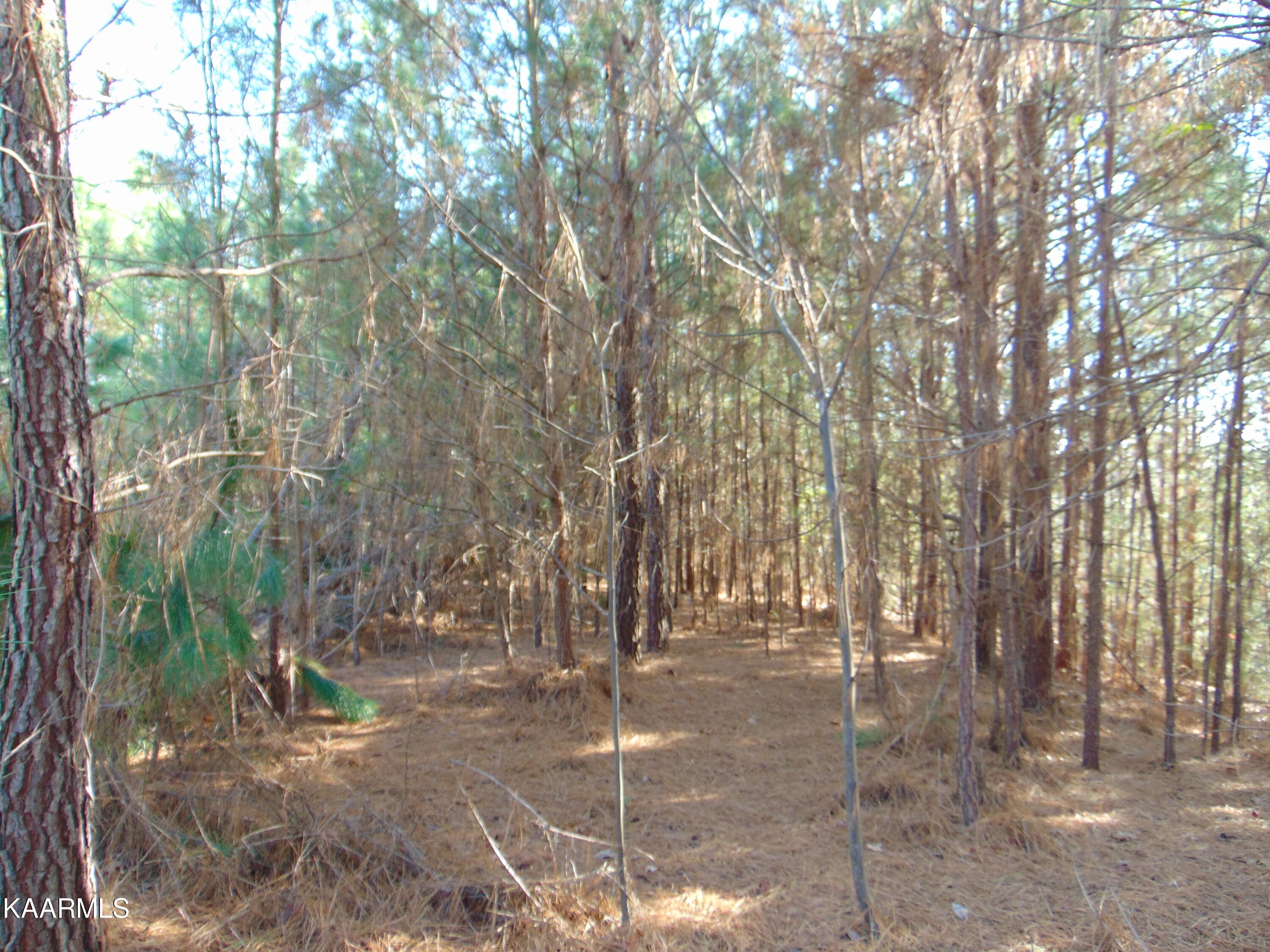 7.38-acres Lamontville Road Decatur, TN 37322 - Photo 34 of 60 DSC02007