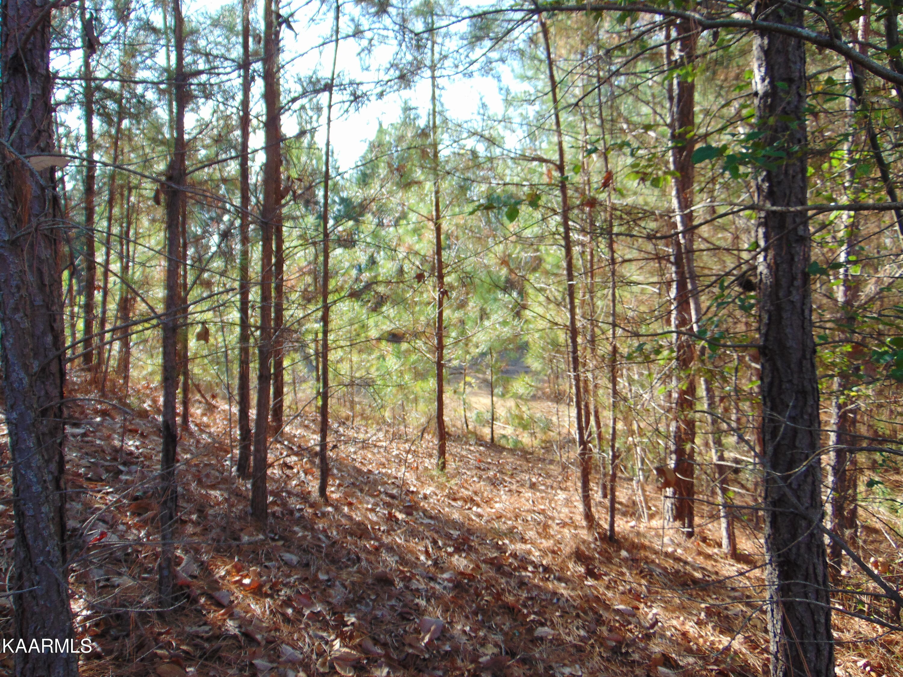 7.38-acres Lamontville Road Decatur, TN 37322 - Photo 35 of 60 DSC02006