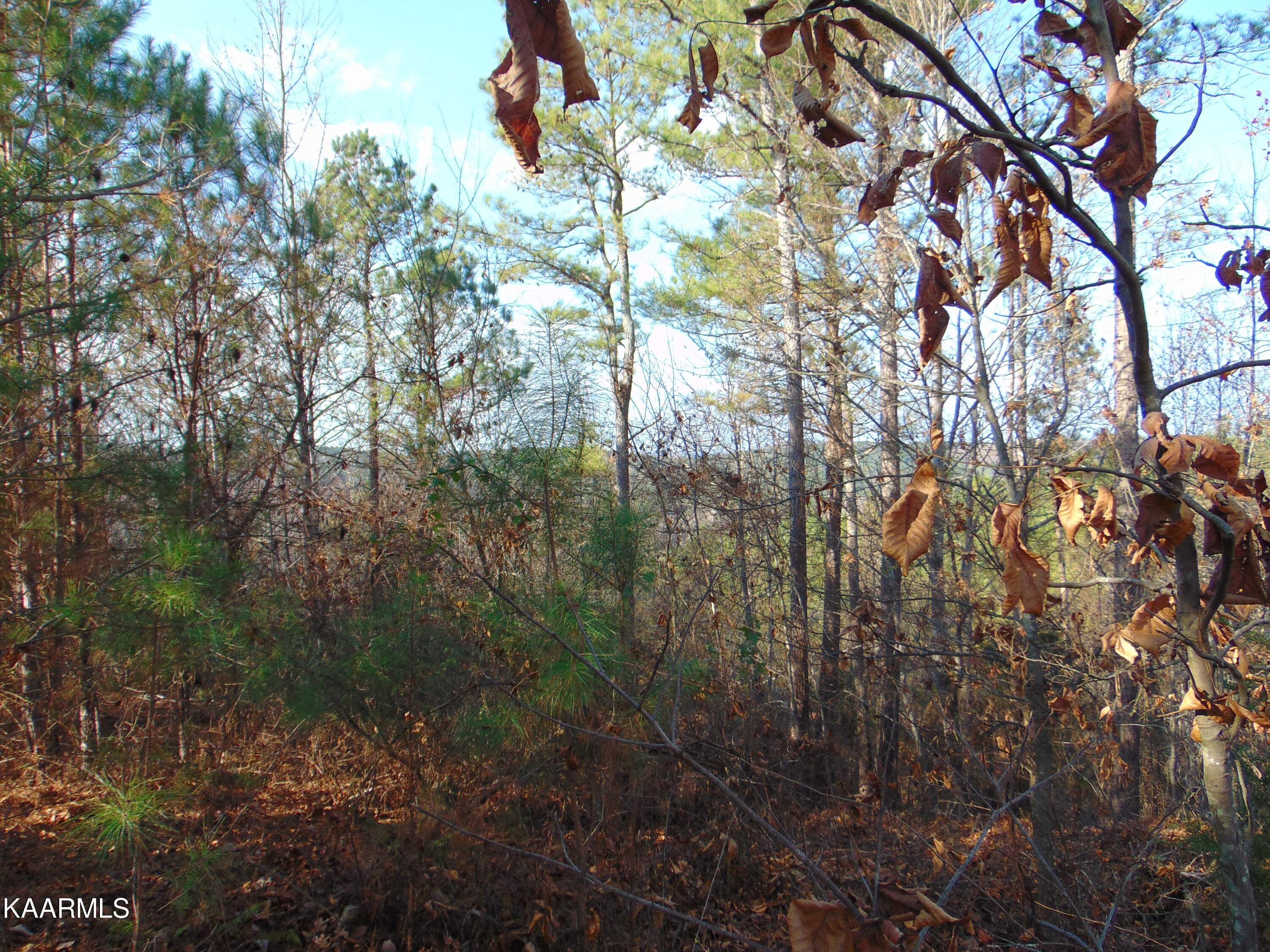 7.38-acres Lamontville Road Decatur, TN 37322 - Photo 36 of 60 DSC02005