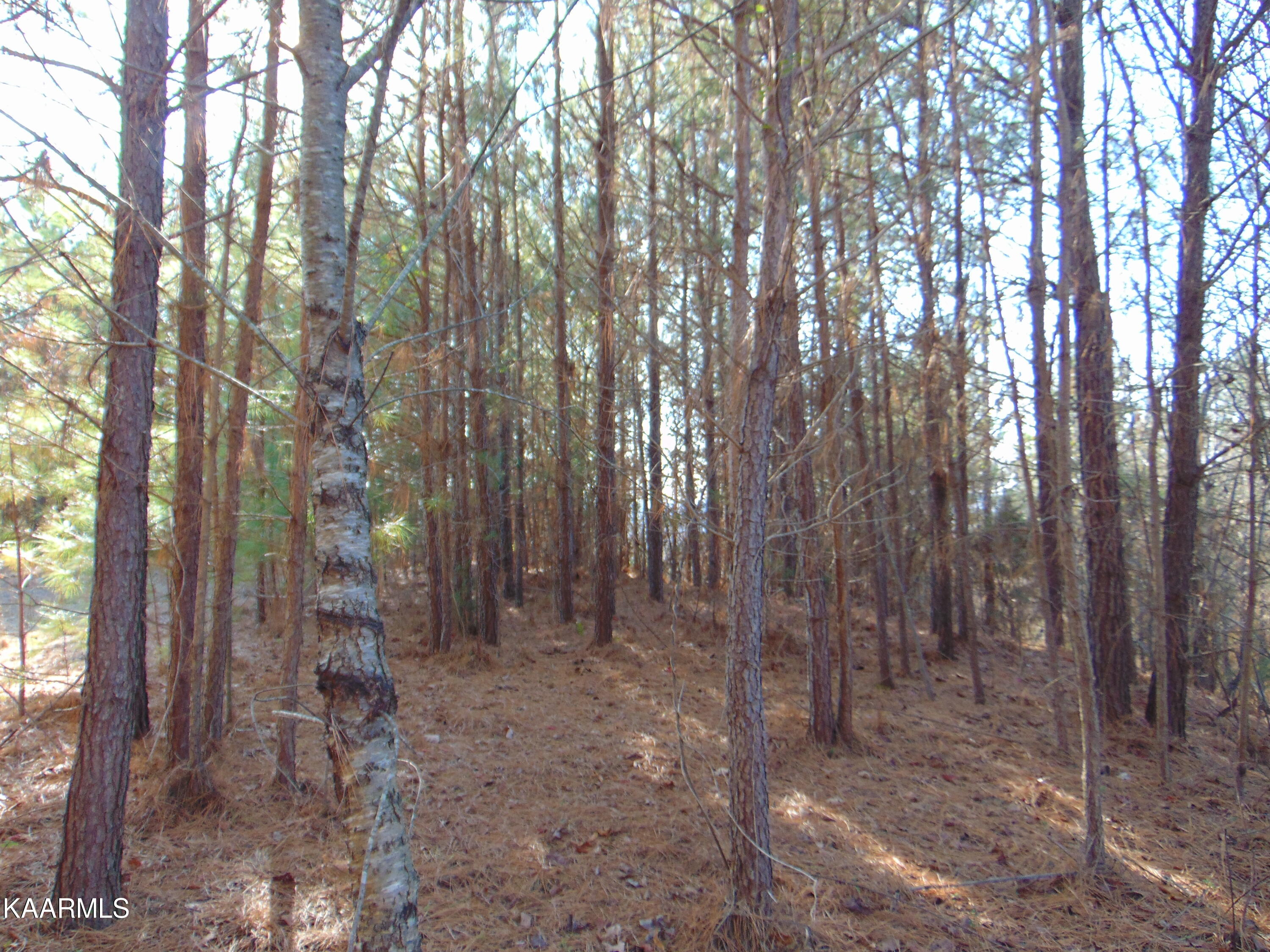 7.38-acres Lamontville Road Decatur, TN 37322 - Photo 39 of 60 DSC02002