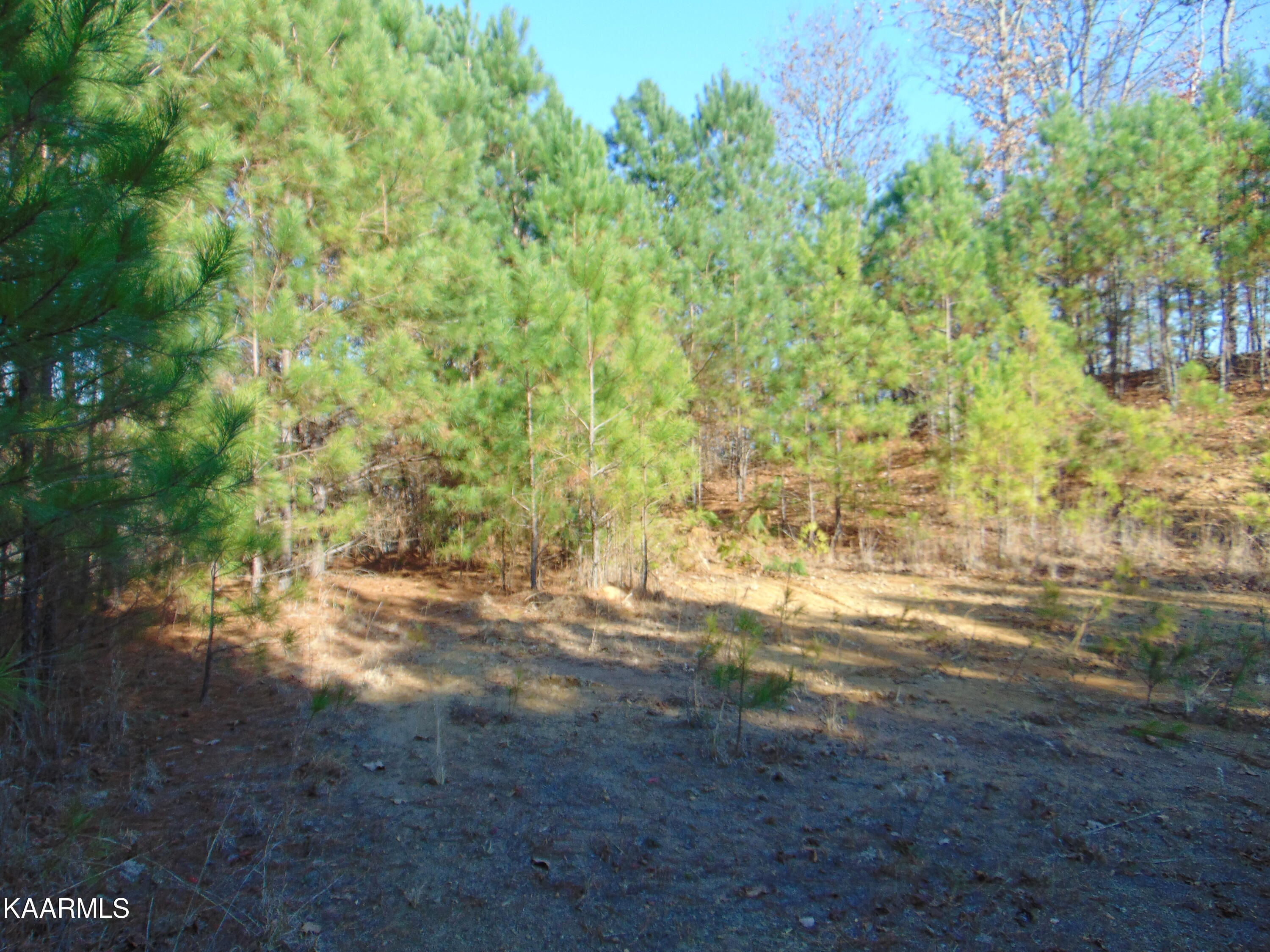 7.38-acres Lamontville Road Decatur, TN 37322 - Photo 41 of 60 DSC02000