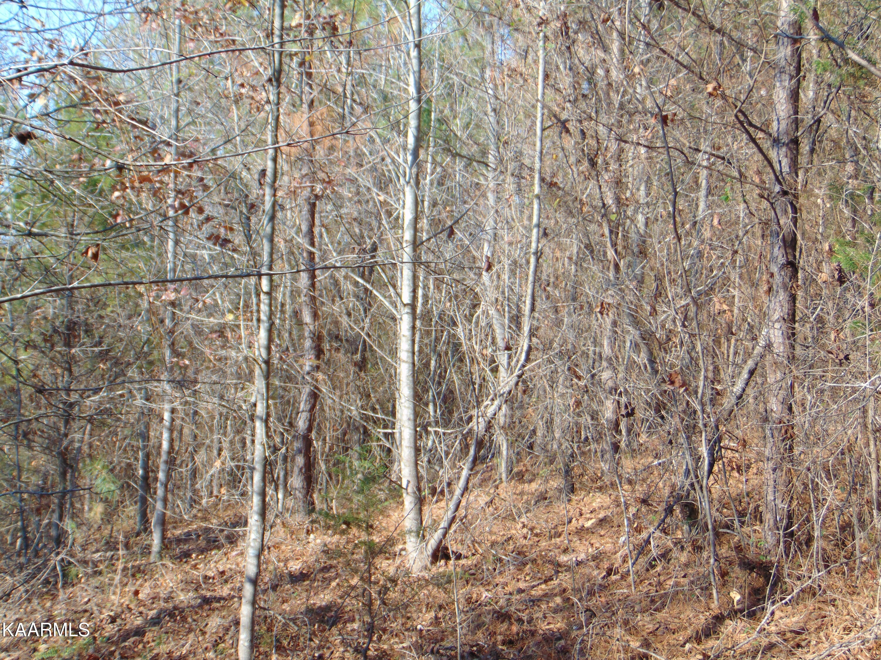 7.38-acres Lamontville Road Decatur, TN 37322 - Photo 46 of 60 DSC01995