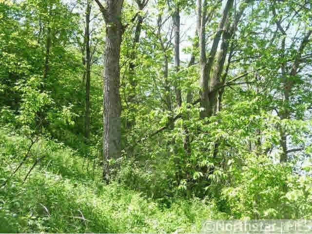 Xxx Eitzen Creek Road Caledonia, MN 55921 - Photo 12 of 18
