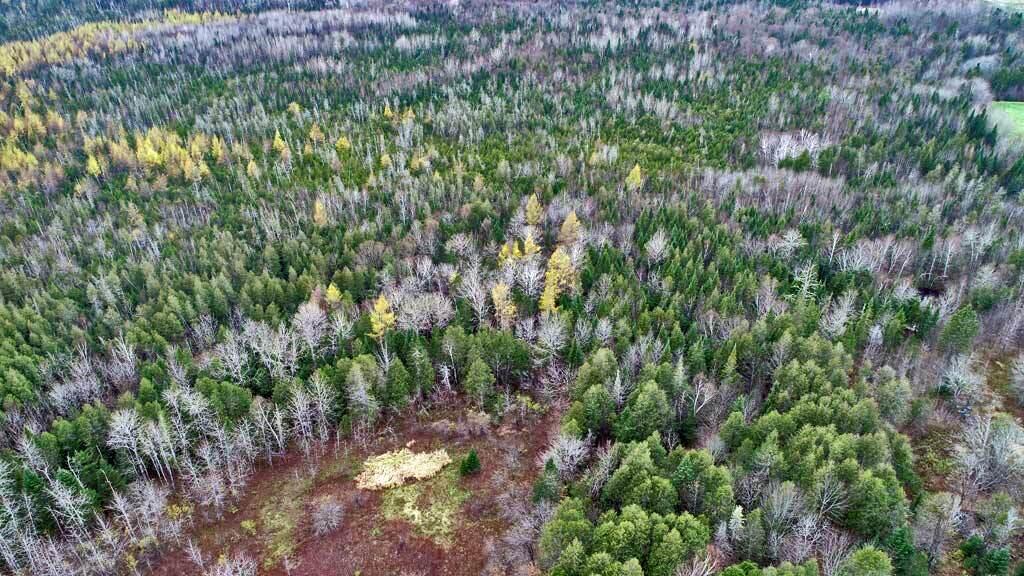 Lot 18 U.S. Rte 2 Newport, ME 04953 - Photo 14 of 62 mixed-woods-maine-land