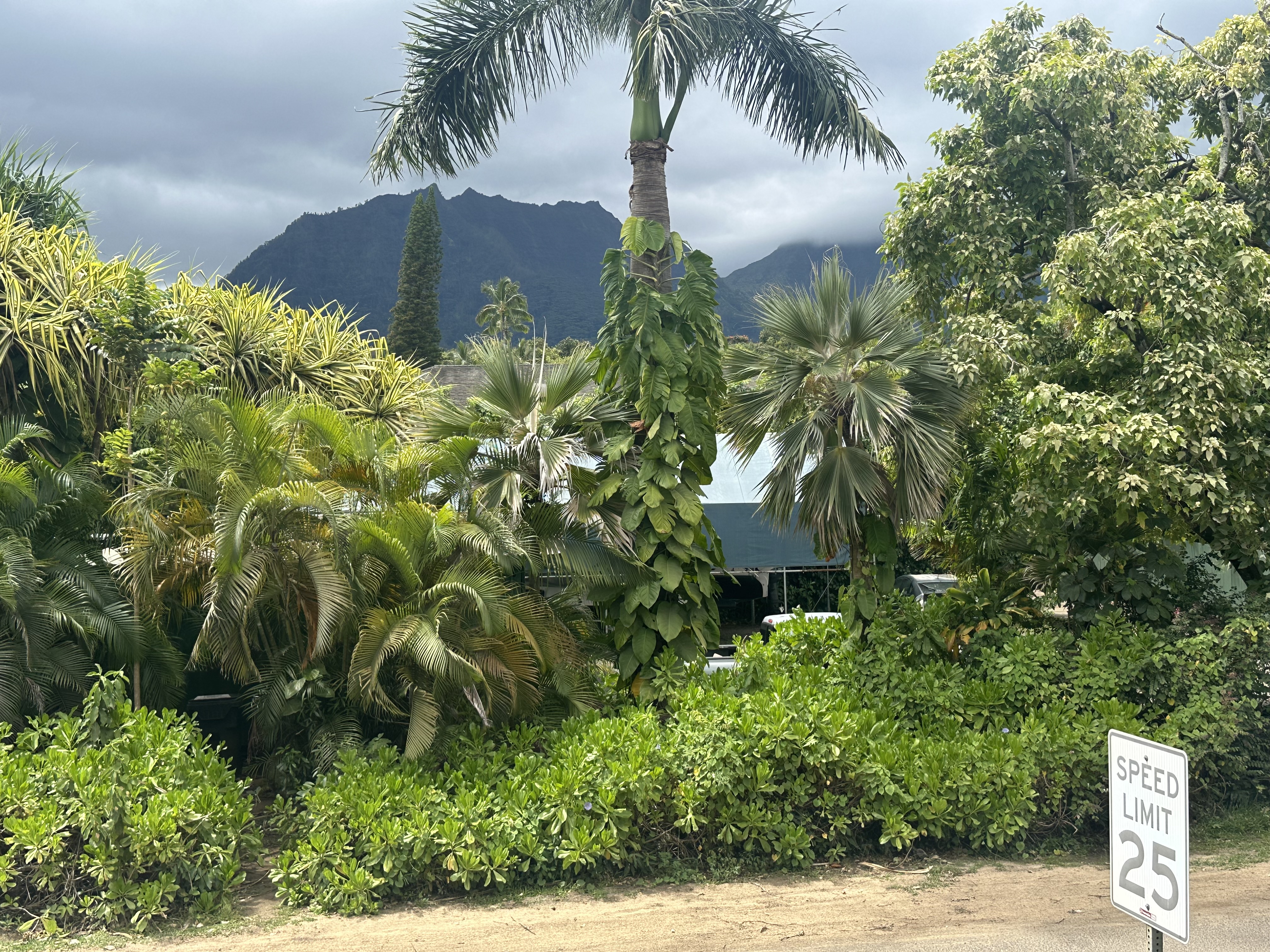 5404 Weke Road Hanalei, HI 96714 - Photo 19 of 19 a view of a yard