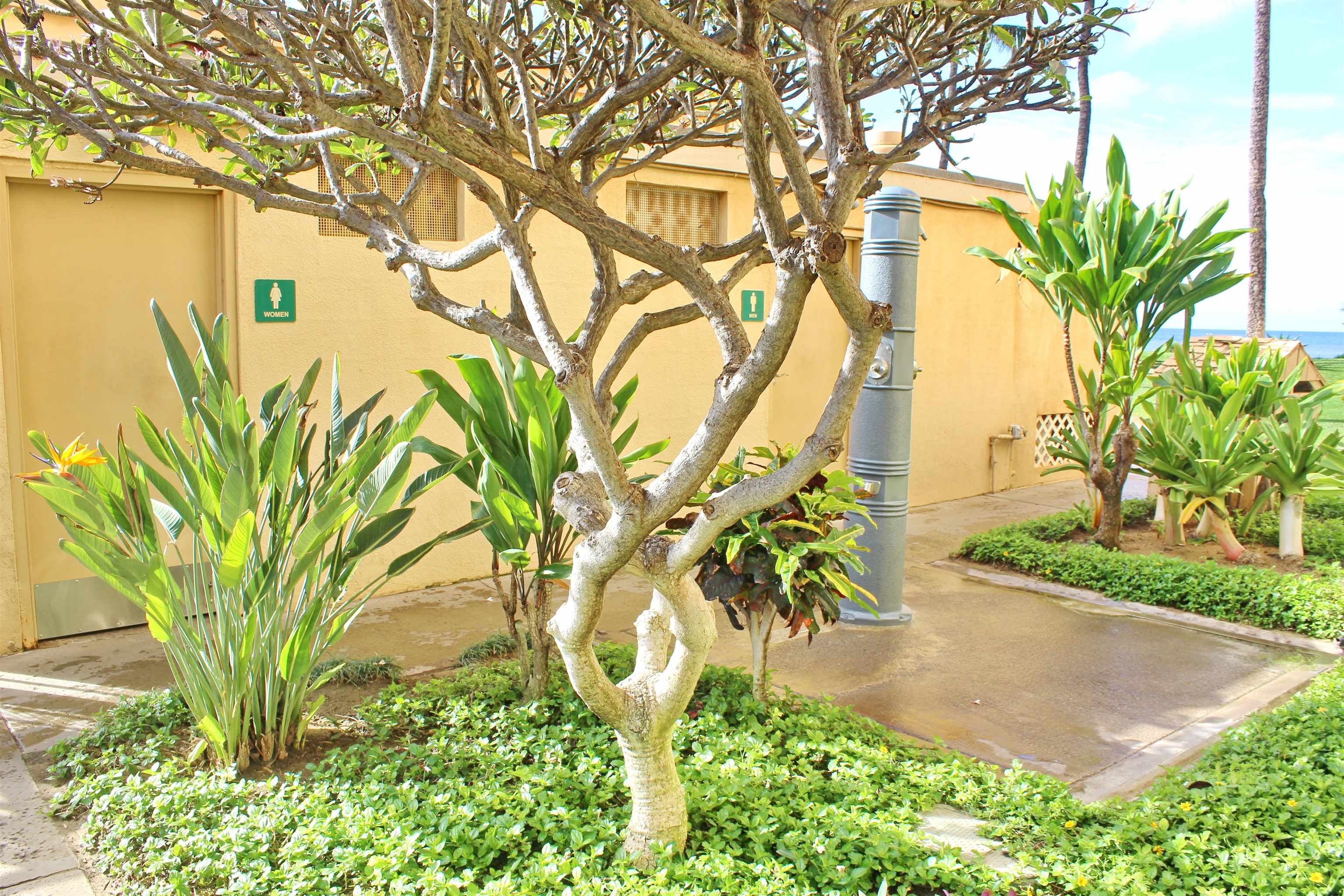 145 North Kihei Road, Unit 503 Kihei, HI 96753 - Photo 17 of 30 a plant view with yard a palm trees