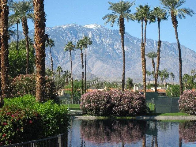 a view of a lake with a palm tree