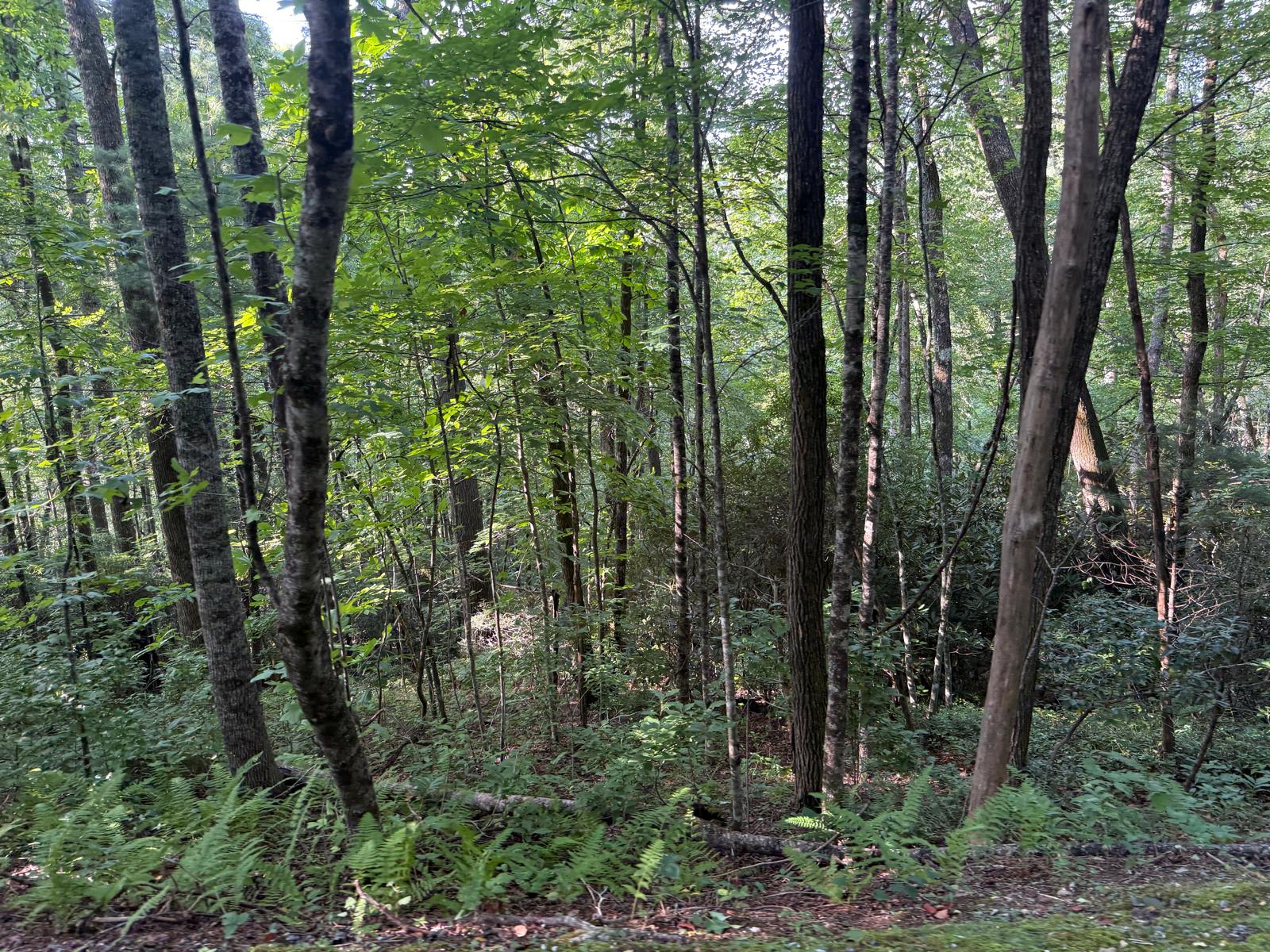 24 Wandering Ridge Cashiers, NC 28717 - Photo 21 of 30 Gallery Image 21
