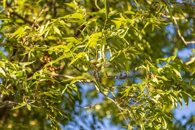 $222,200 | 6 South Rush Road, Archie, MO 64725