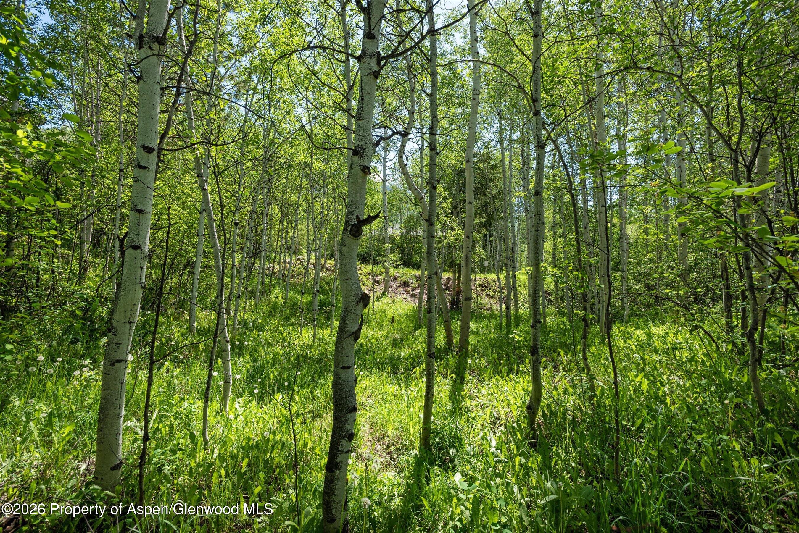 1265 Riverside Drive Aspen, CO 81611 - Photo 11 of 11 a view of a lush green forest
