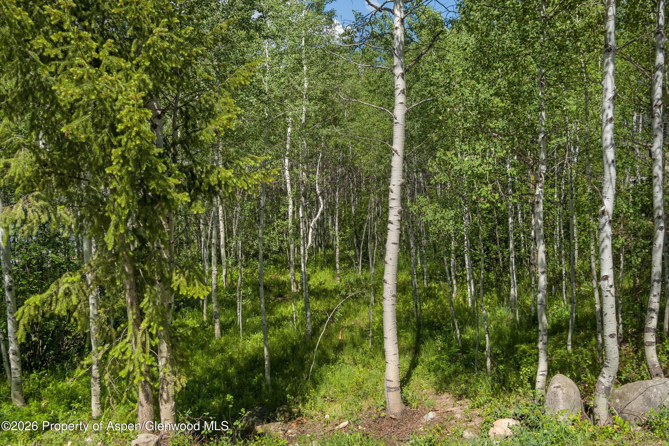 1265 Riverside Drive Aspen, CO 81611 - Photo 4 of 11 a view of a lush green forest