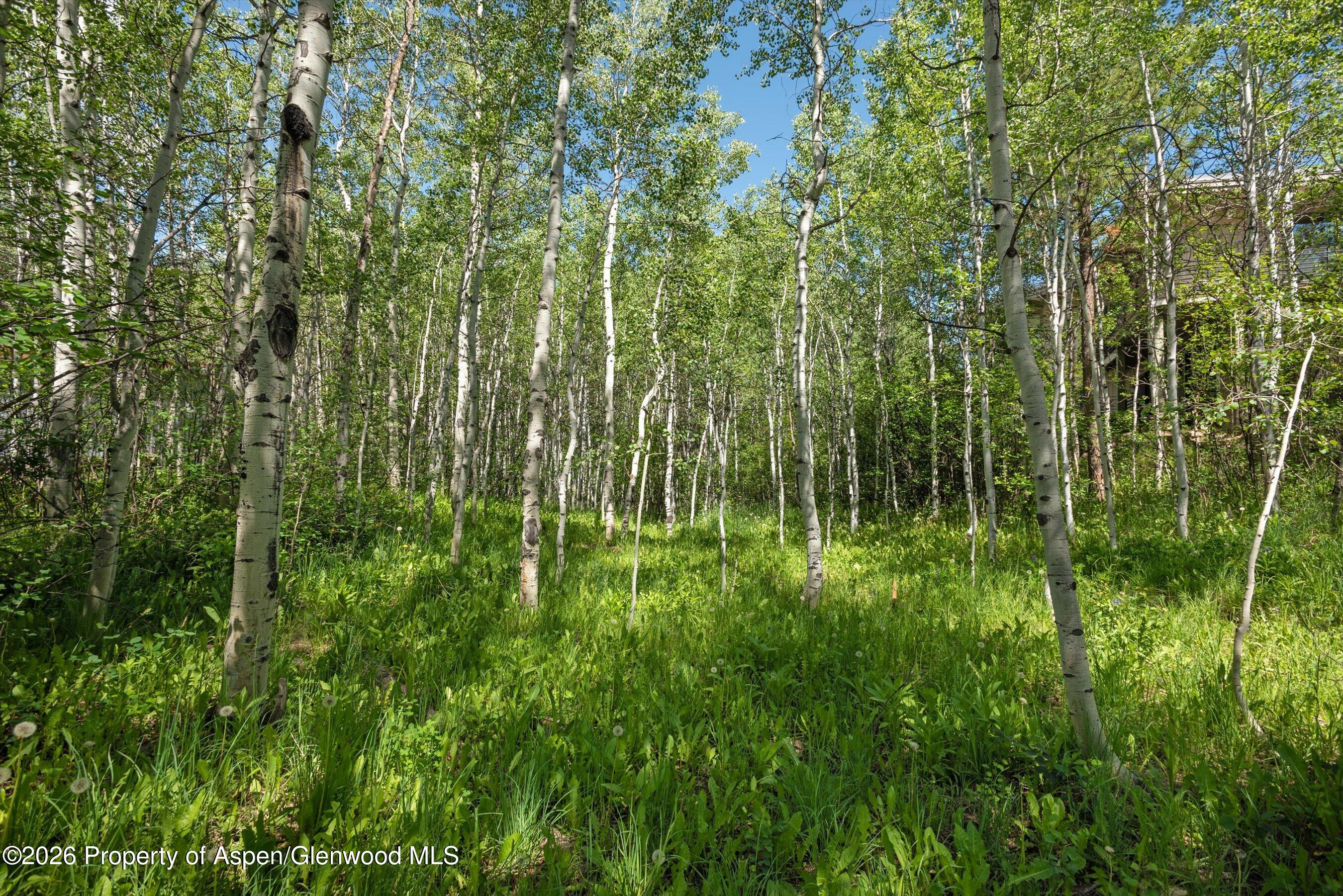 1265 Riverside Drive Aspen, CO 81611 - Photo 8 of 11 a view of a garden