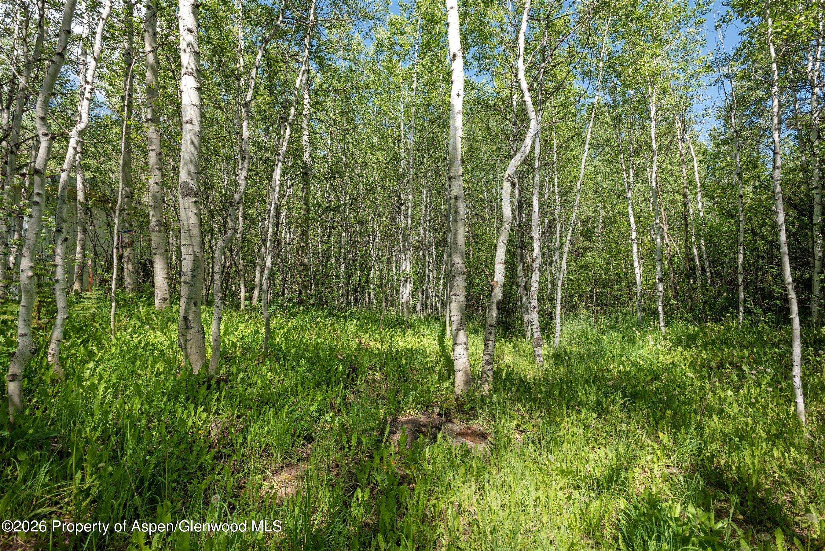 1265 Riverside Drive Aspen, CO 81611 - Photo 9 of 11 a view of a lush green forest