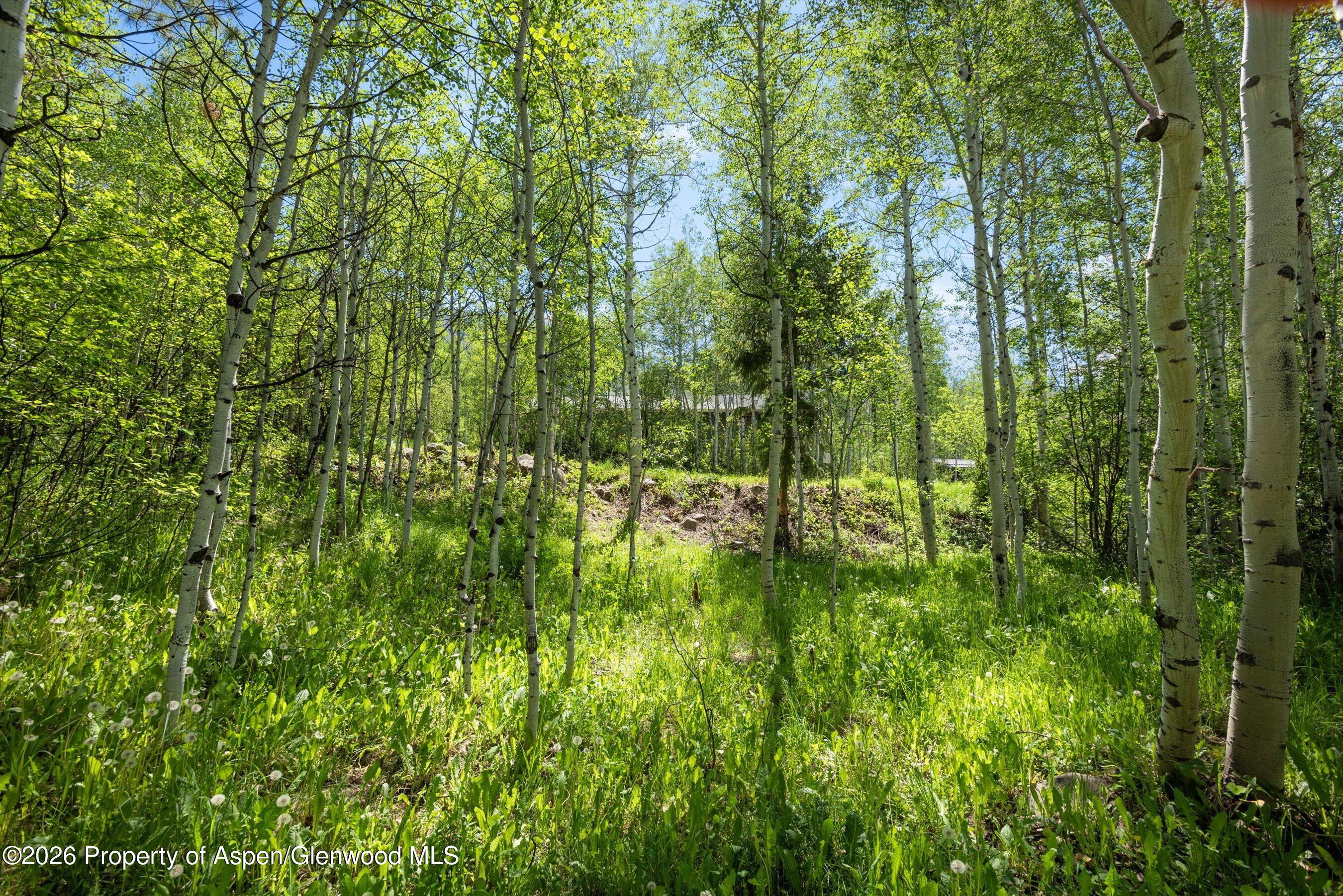 1265 Riverside Drive Aspen, CO 81611 - Photo 10 of 11 a view of yard with lush green forest