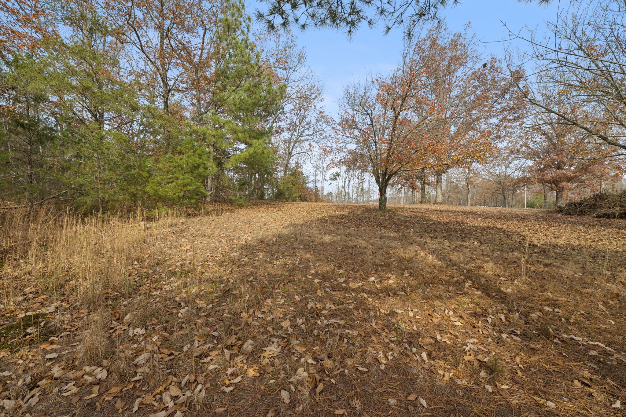 108 Lyell Road Hohenwald, TN 38462 - Photo 26 of 28 a view of large trees with a yard