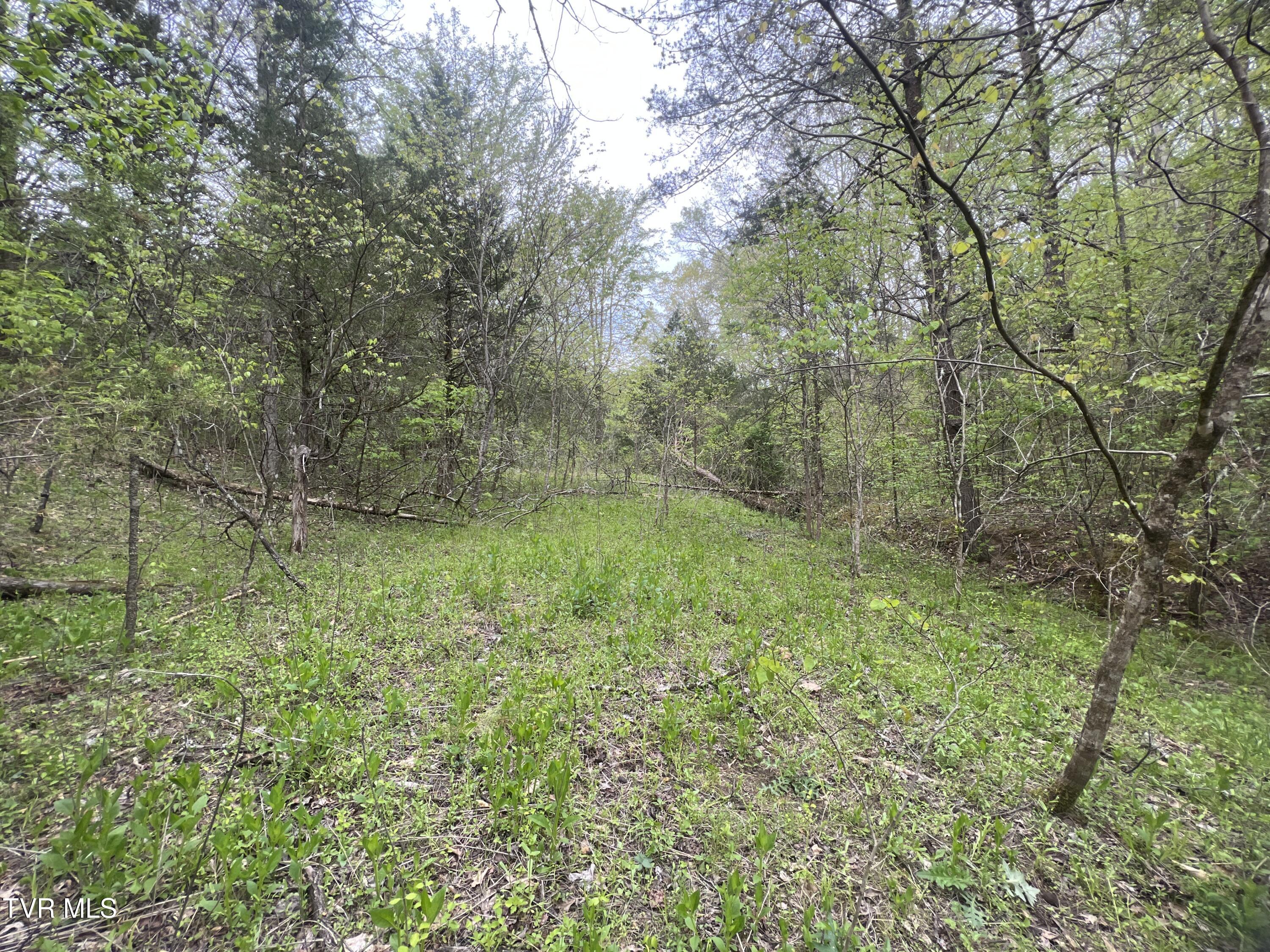 3050 Shackleford Road, Unit P/O Mosheim, TN 37818 - Photo 47 of 79 _Pic49 (21)