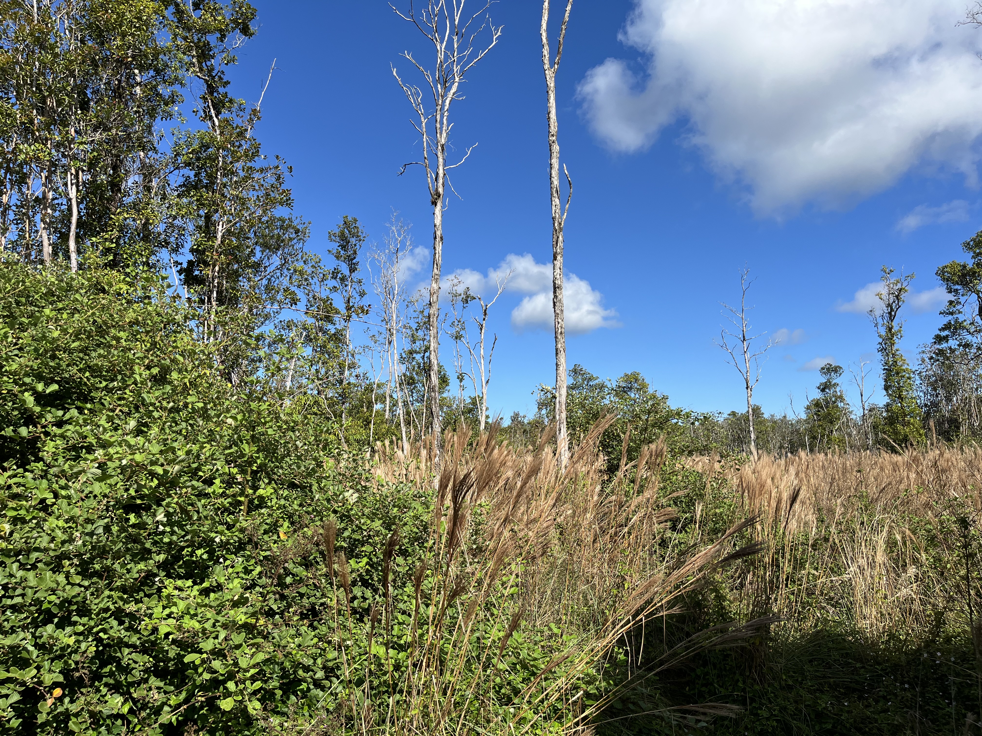 11-2094 Makoa Road Mountain View, HI 96771 - Photo 29 of 30