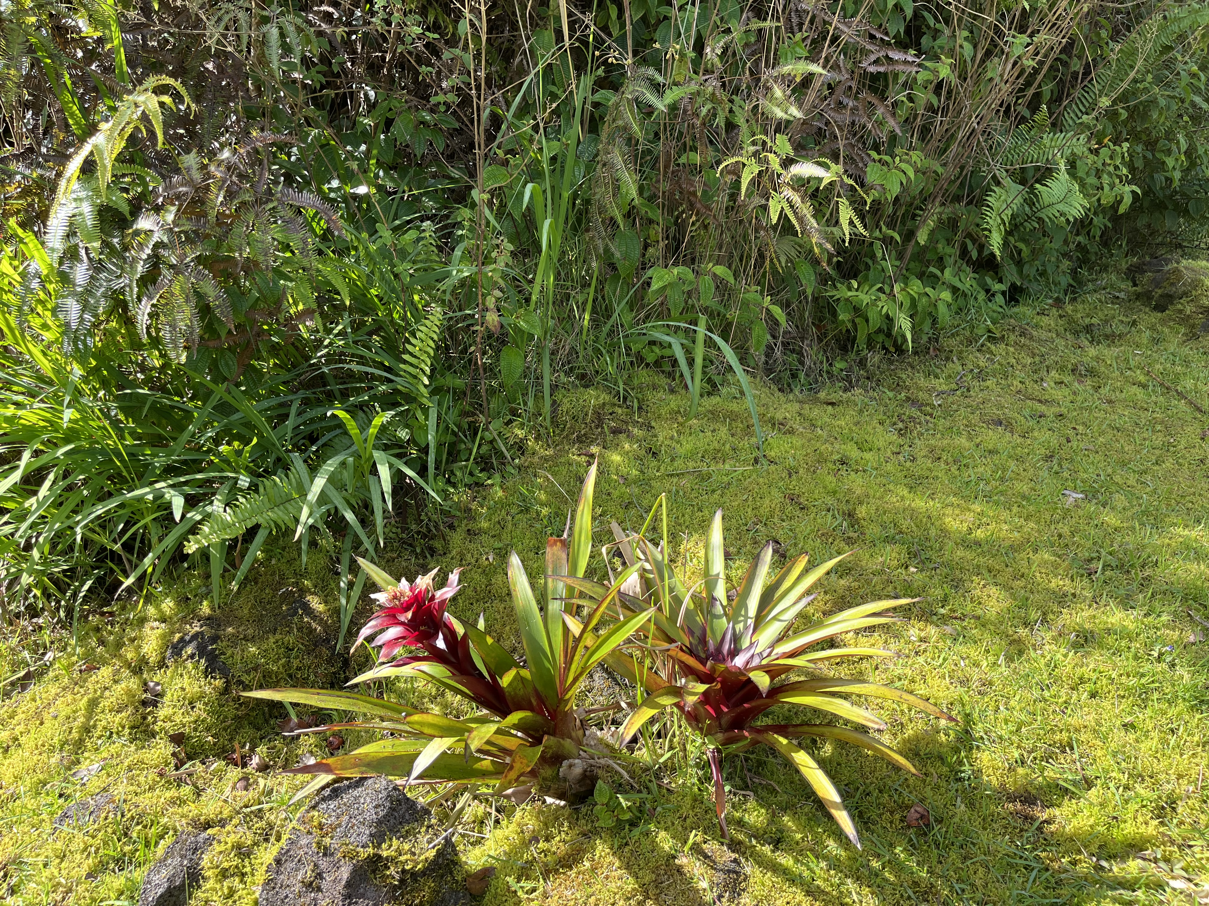 11-2094 Makoa Road Mountain View, HI 96771 - Photo 5 of 30