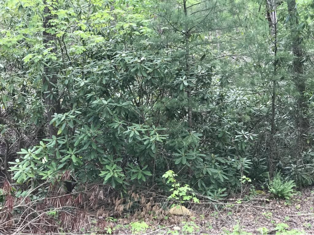 180 J B Griffith Road Erwin, TN 37650 - Photo 7 of 11 Photo 7