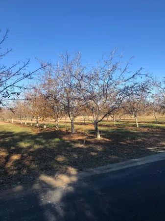 a view of dirt field with trees