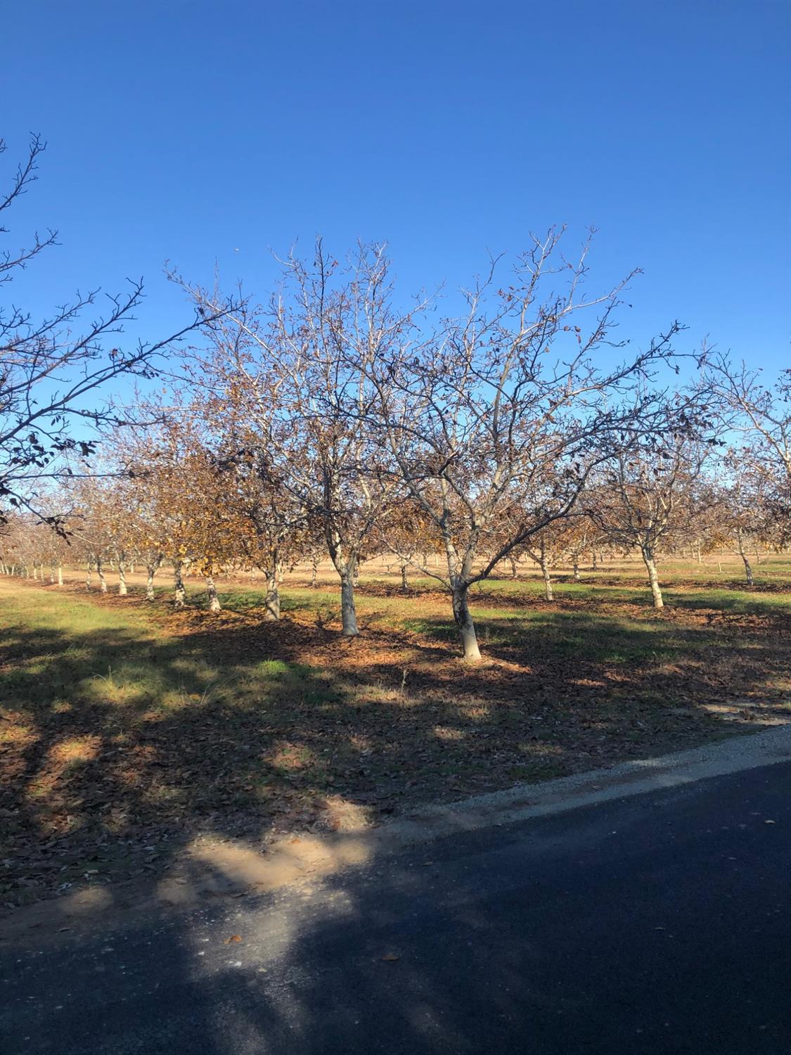 2365 Powell Road Marysville, CA 95901 - Photo 1 of 1 a view of dirt field with trees